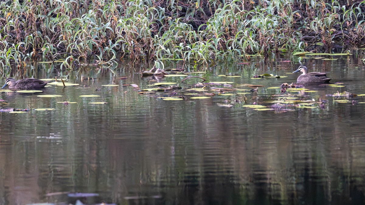 Pacific Black Duck - ML641373781