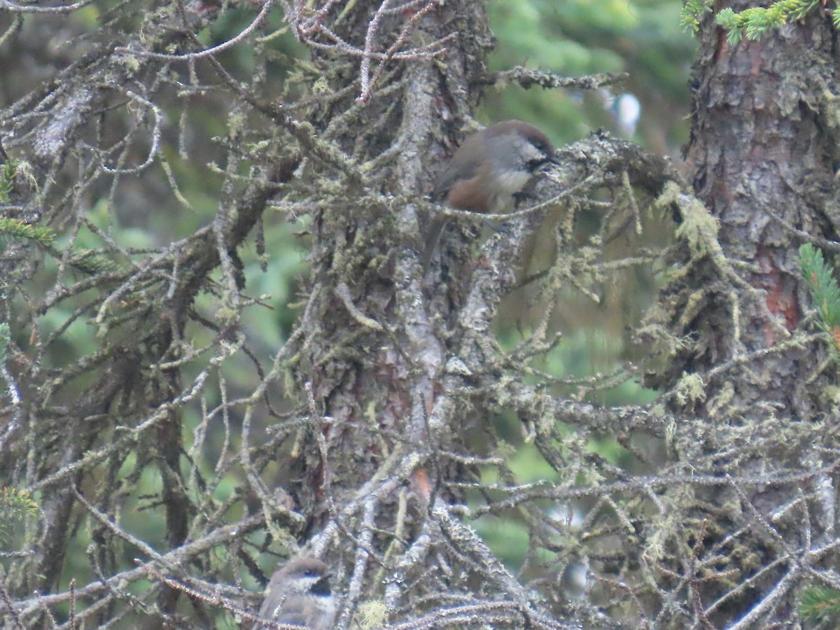 Boreal Chickadee - ML641373789