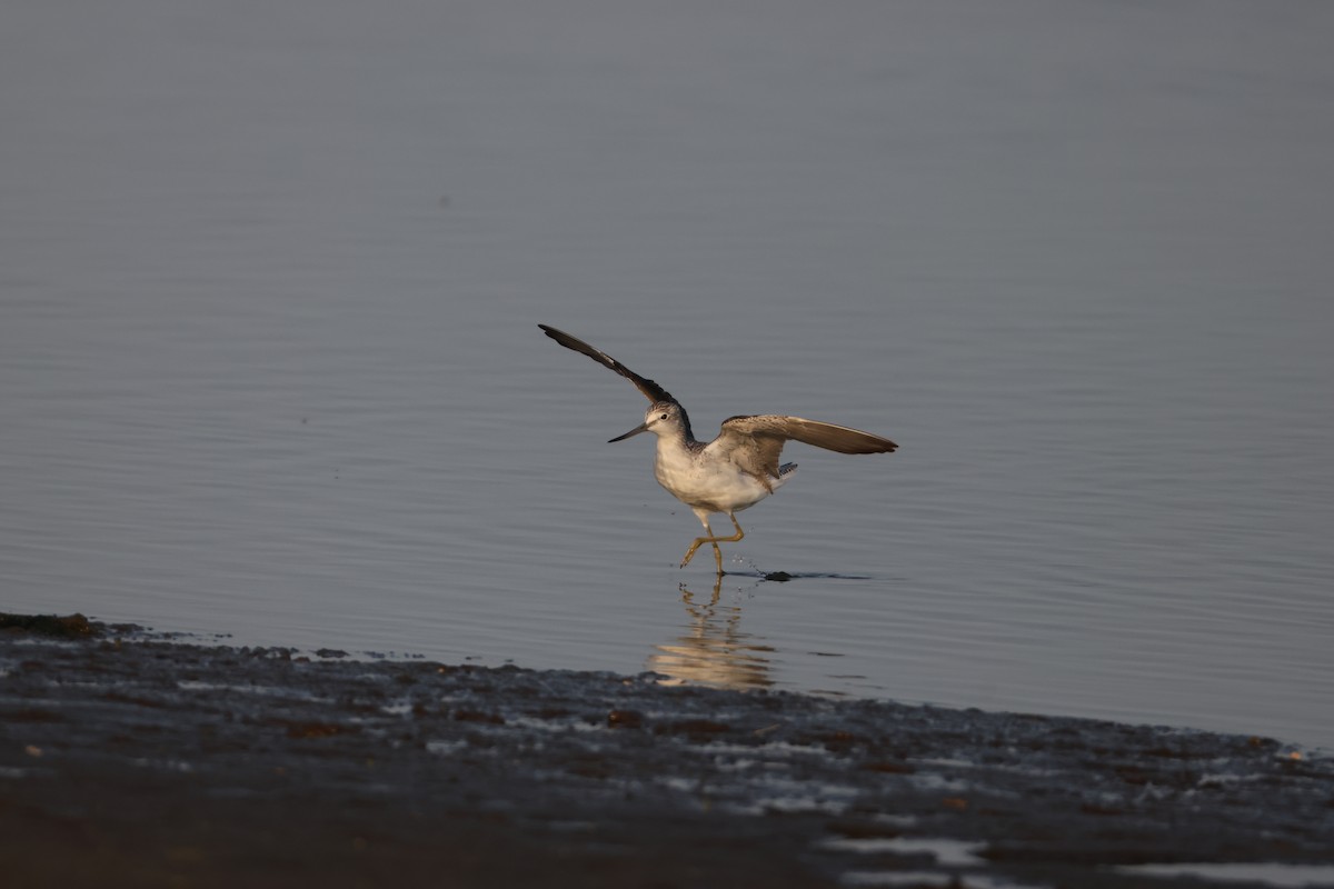 gluttsnipe - ML641373827