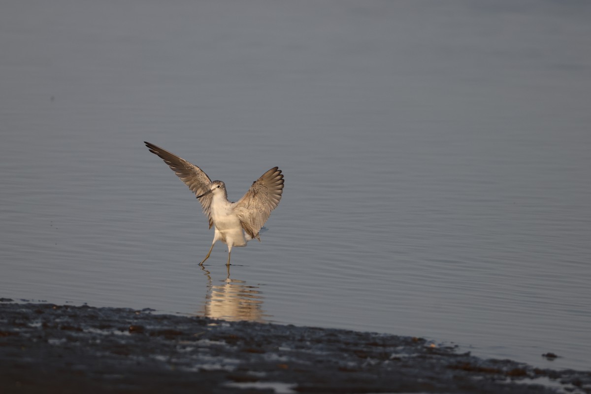 gluttsnipe - ML641373828