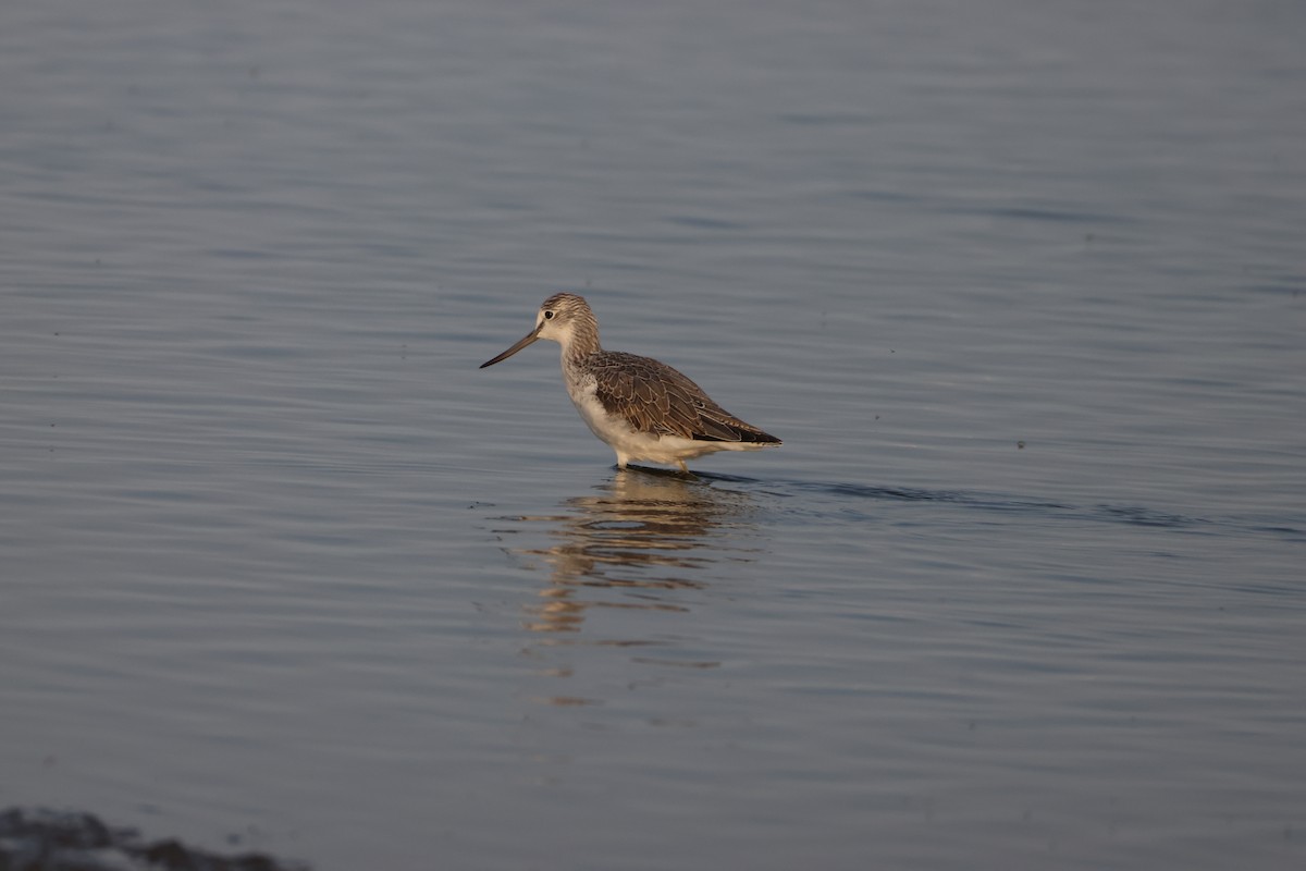 gluttsnipe - ML641373831