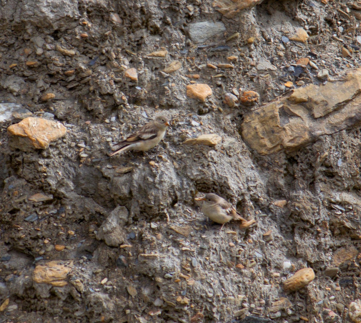 Black-winged Snowfinch - ML641373851