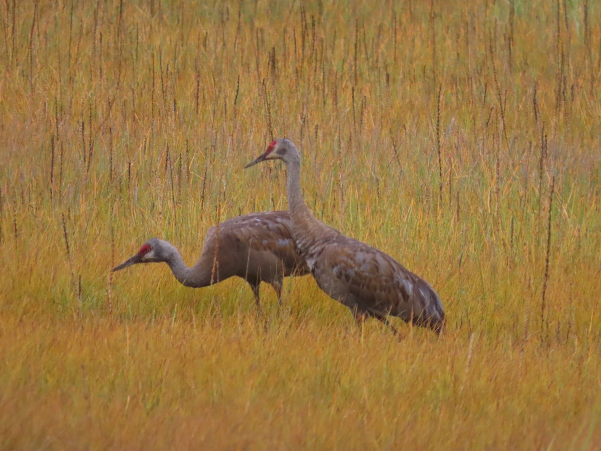 Sandhill Crane - ML641373854