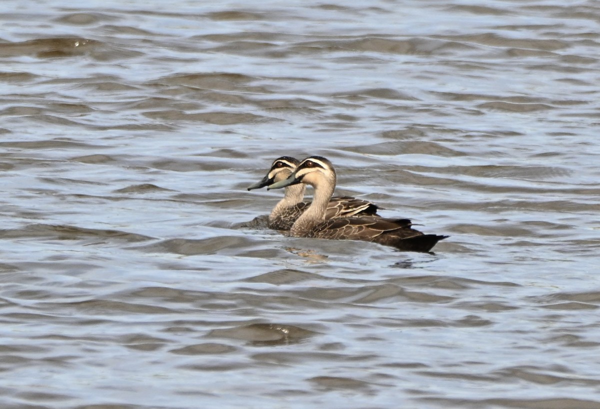 Pacific Black Duck - ML641373859