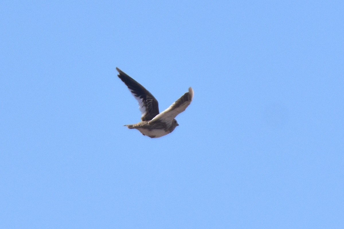 White-winged Lark - ML641373892