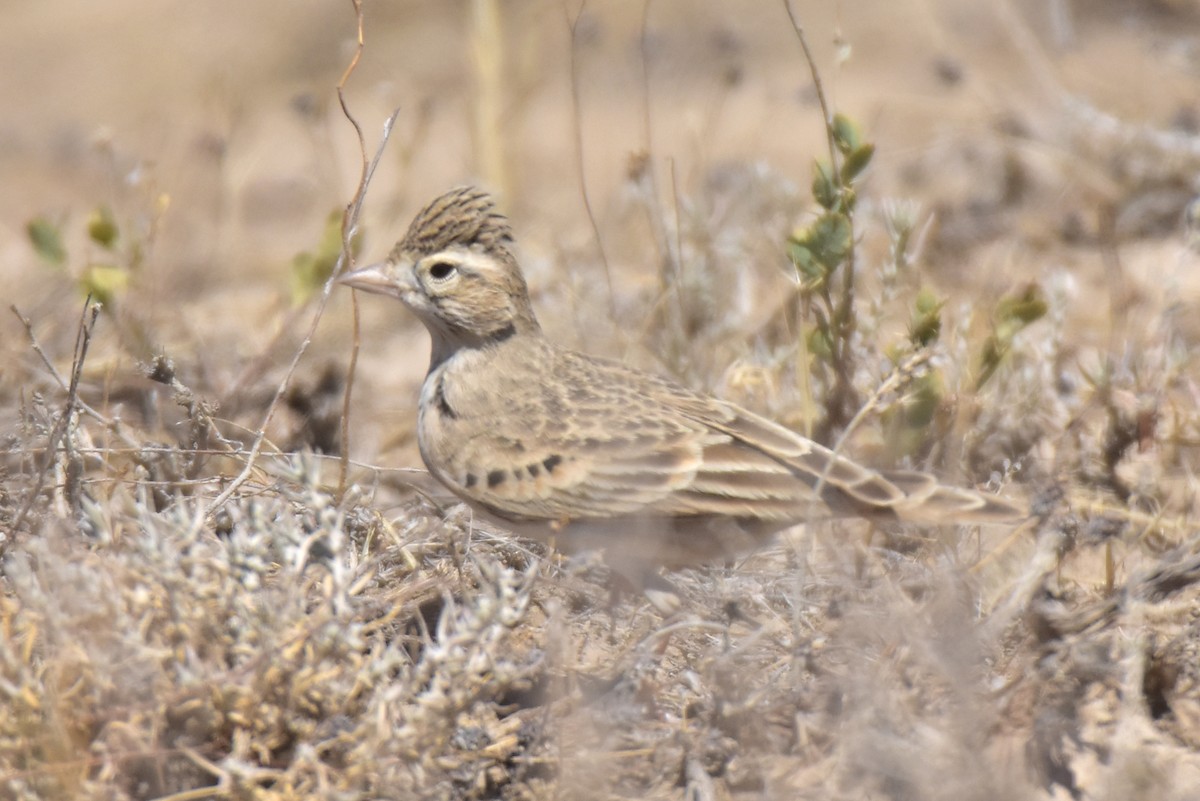 skřivánek krátkoprstý - ML641373895