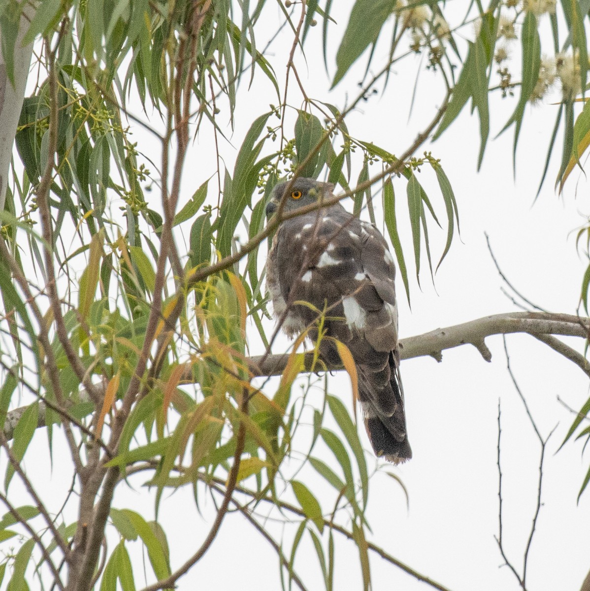 African Cuckoo-Hawk - ML641373905