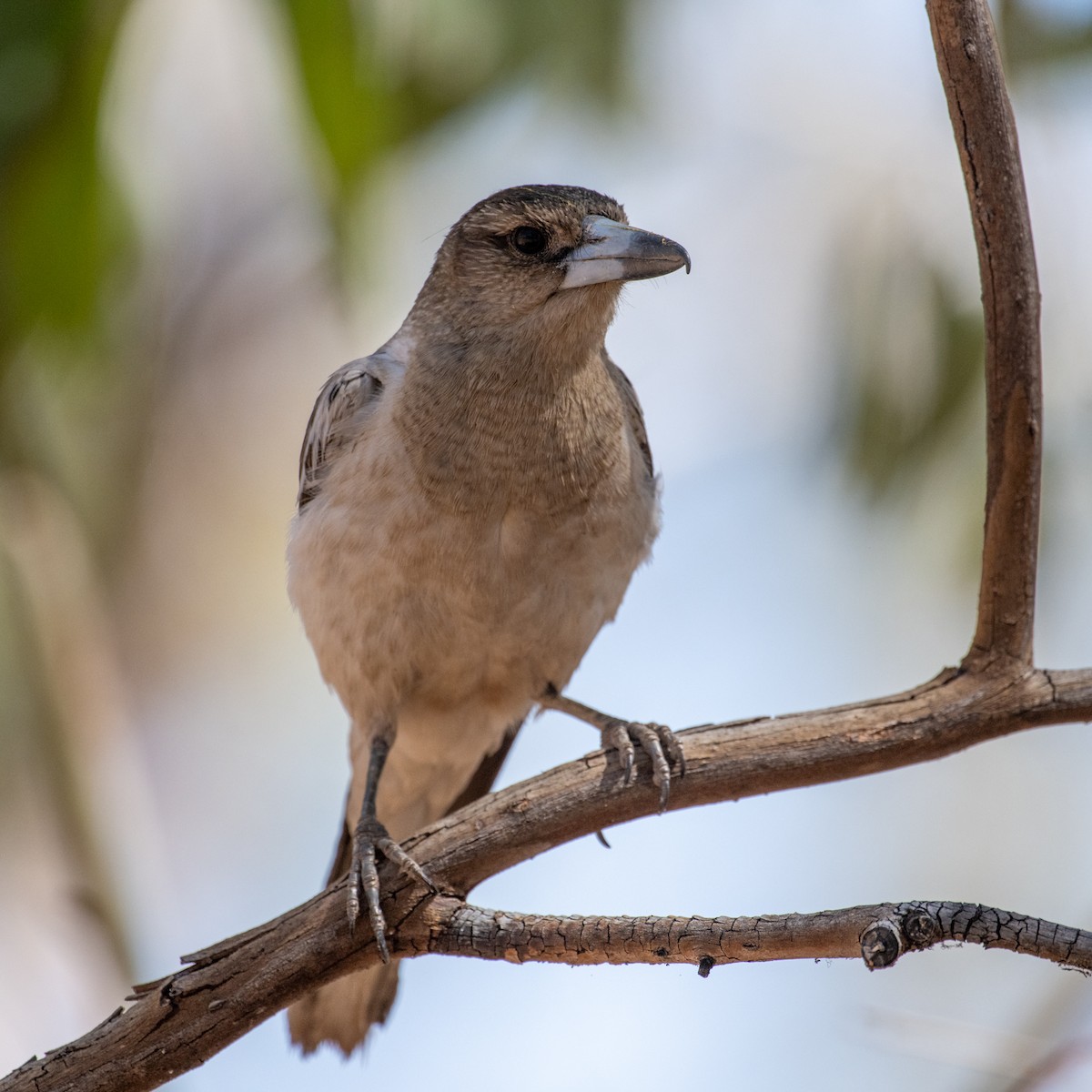Pied Butcherbird - ML641373910