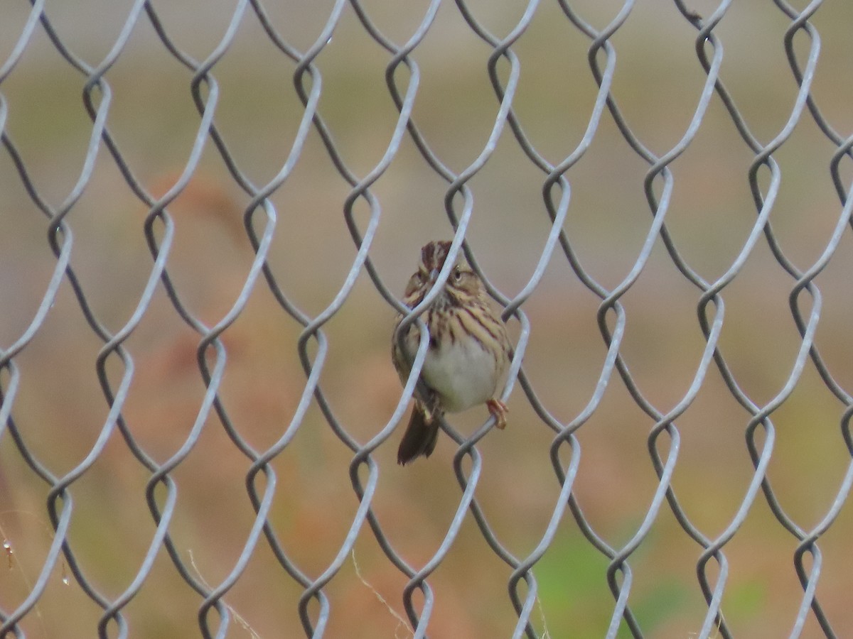 Lincoln's Sparrow - ML641373915