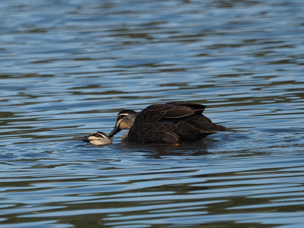 Pacific Black Duck - ML641373945