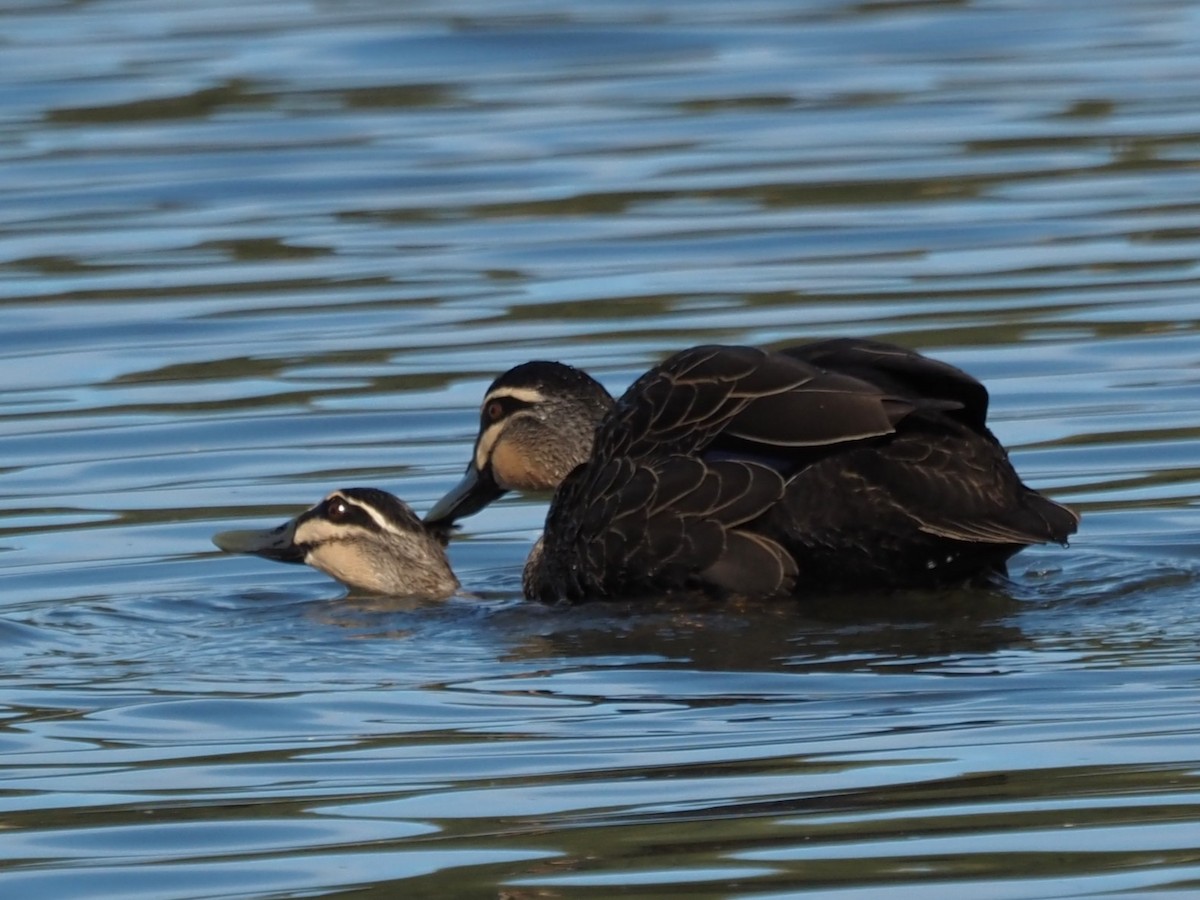 Pacific Black Duck - ML641373953