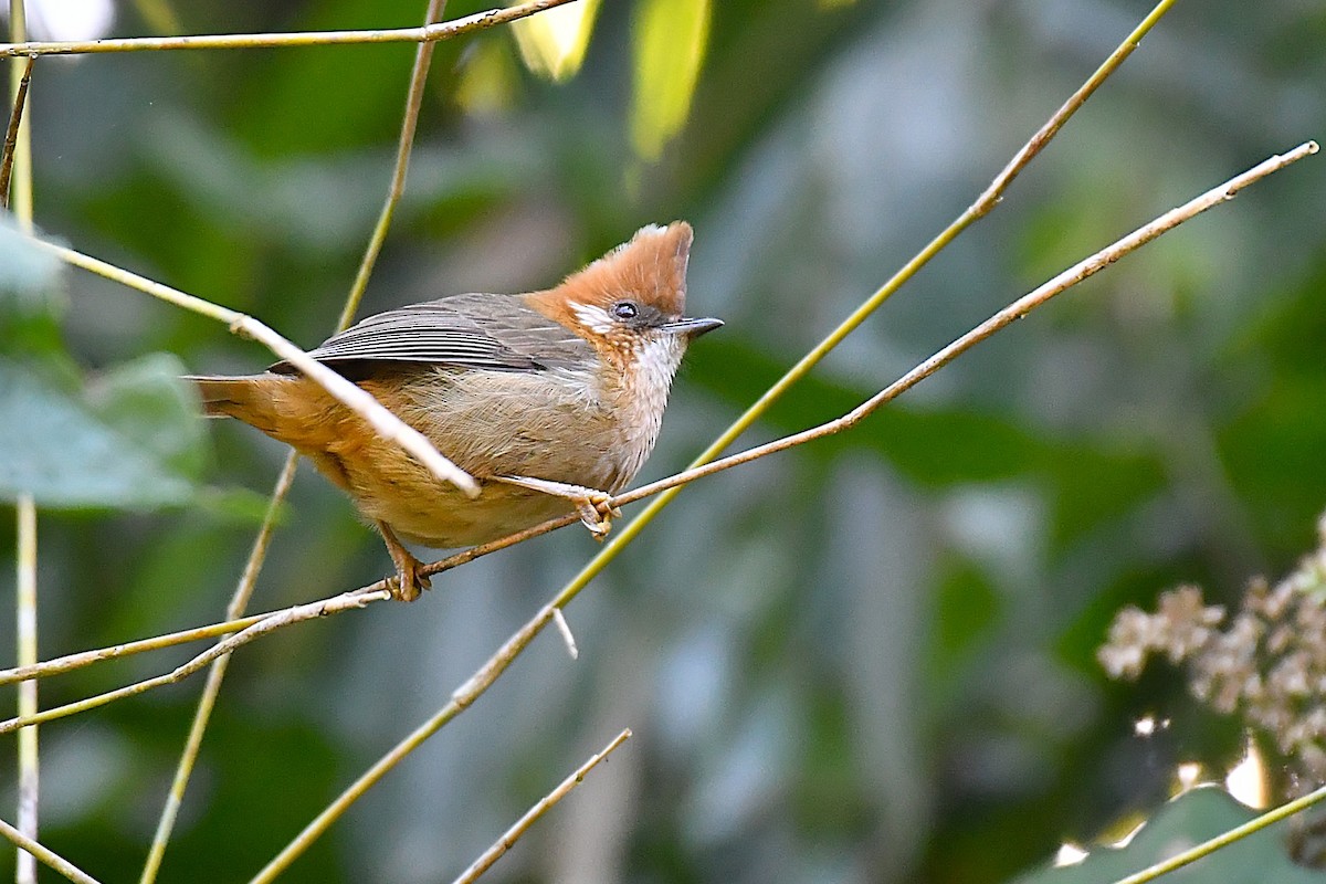 Ak Enseli Yuhina - ML641374048
