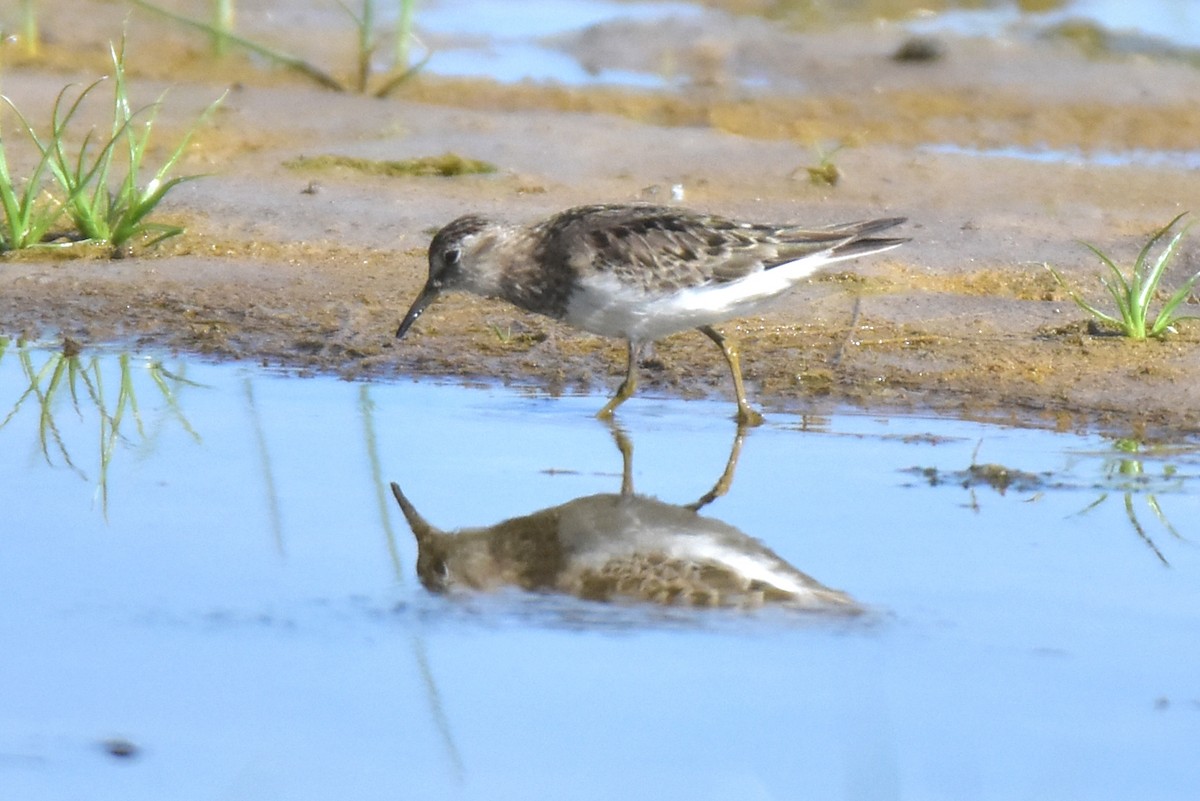 jespák šedý - ML641374049