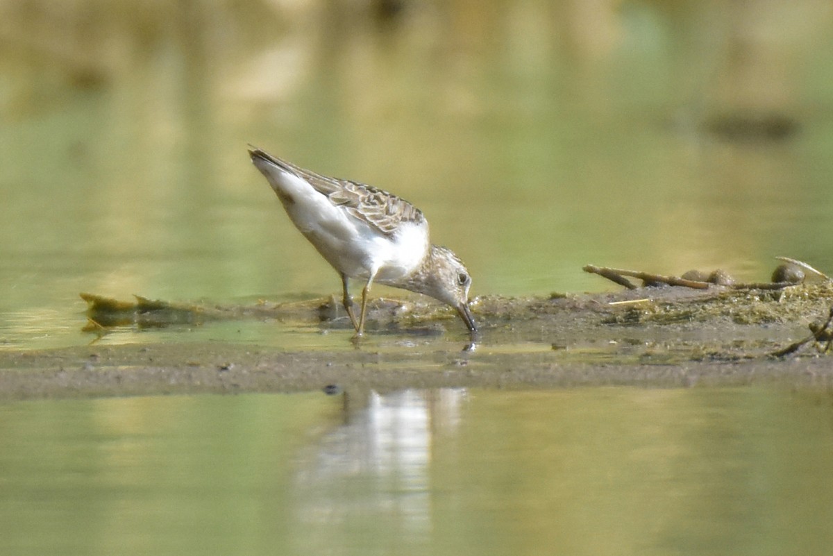 jespák šedý - ML641374050