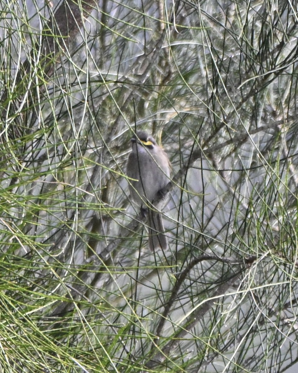 Yellow-faced Honeyeater - ML641374073