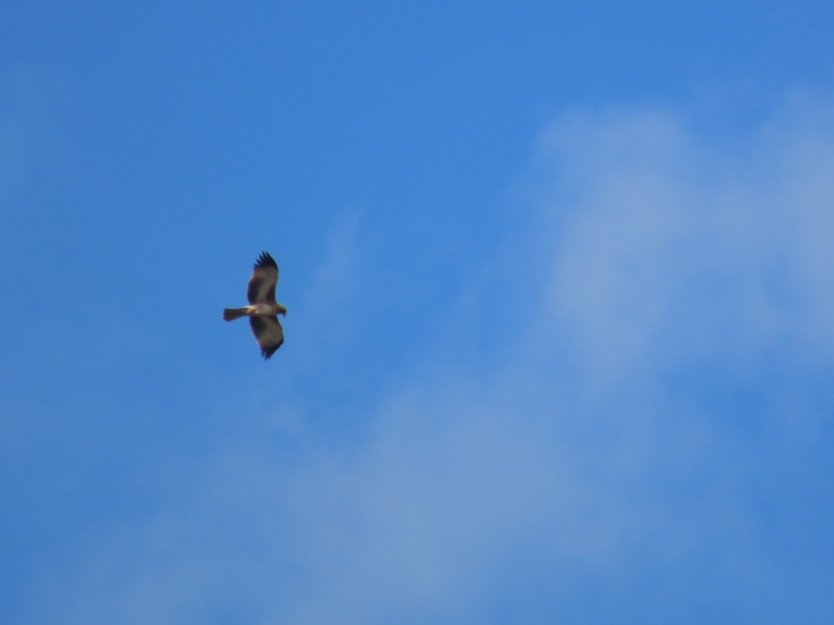Little Eagle - ML641374094