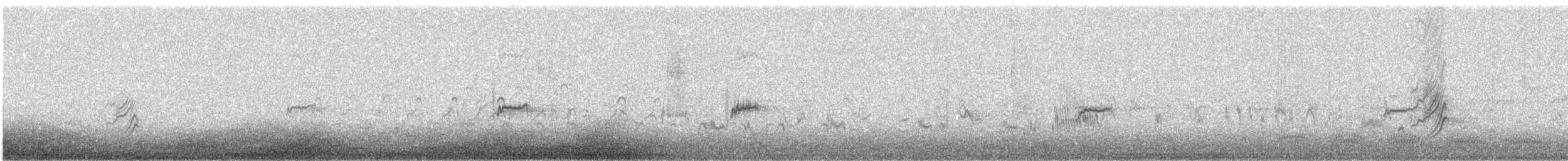 Bécasseau minuscule - ML641374096