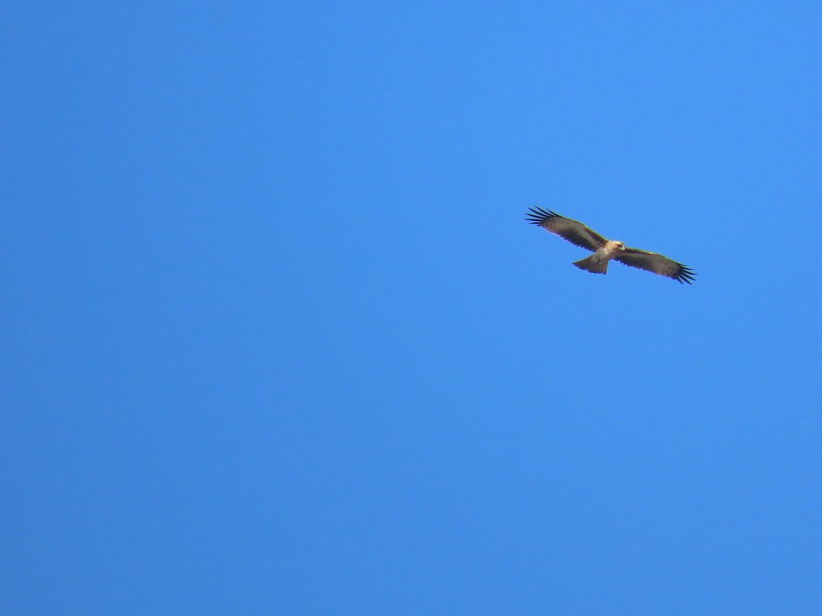 Little Eagle - ML641374098