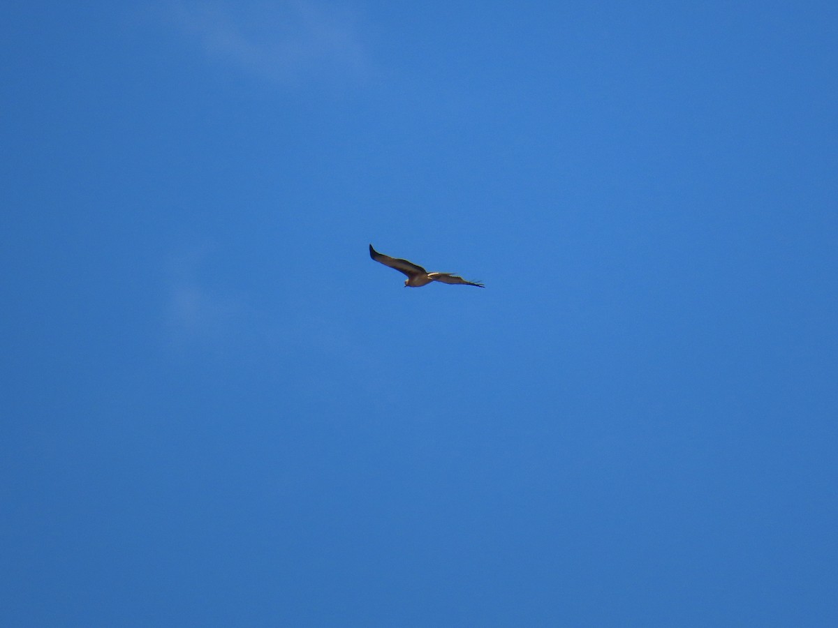 Little Eagle - ML641374107