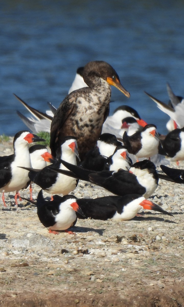 Cormoran à aigrettes - ML641374160