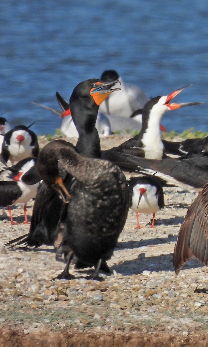 Cormoran à aigrettes - ML641374161