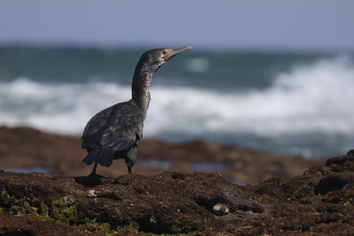 kormorán sp. - ML641374166