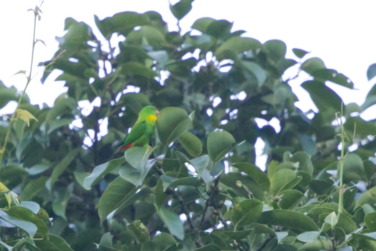 Yellow-throated Hanging-Parrot - ML641374190