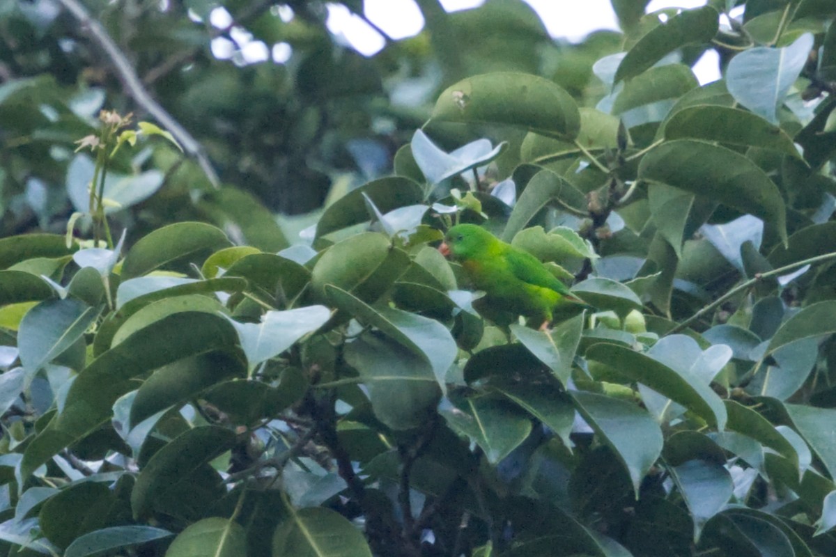 Yellow-throated Hanging-Parrot - ML641374195