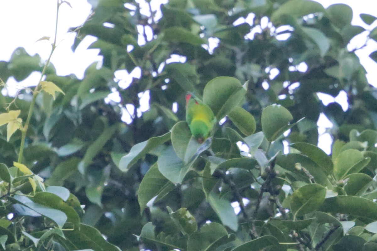 Yellow-throated Hanging-Parrot - ML641374200