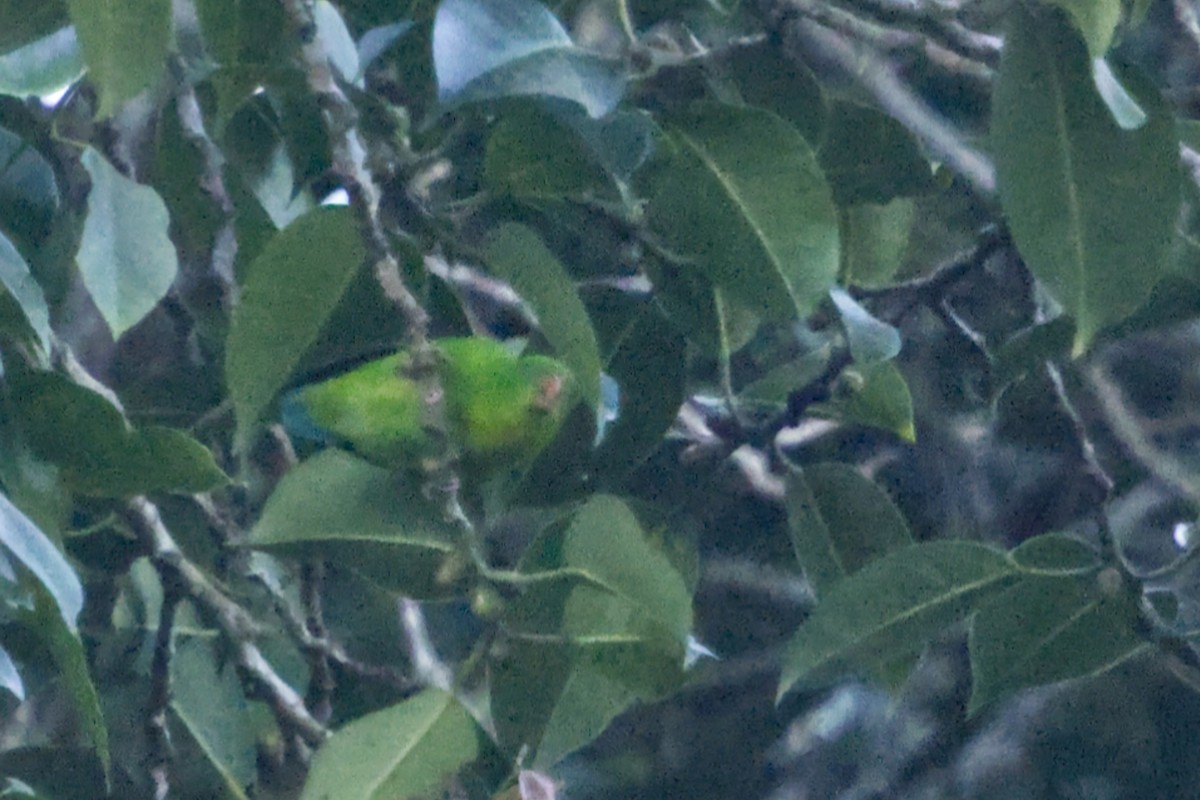 Yellow-throated Hanging-Parrot - ML641374217