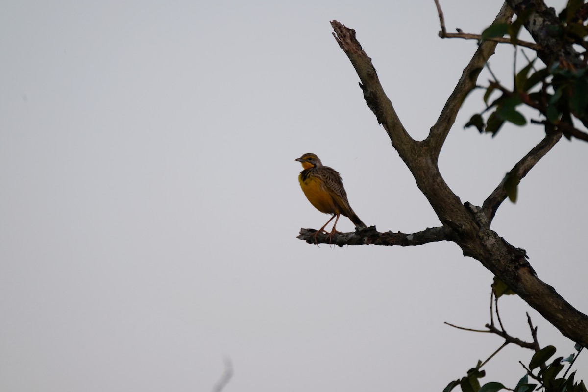 Yellow-throated Longclaw - ML641374235