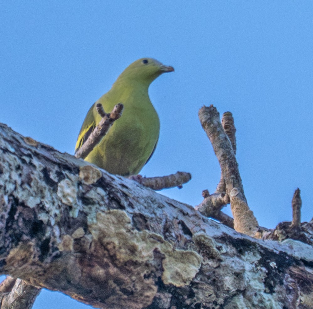 Andaman Green-Pigeon - ML641374239