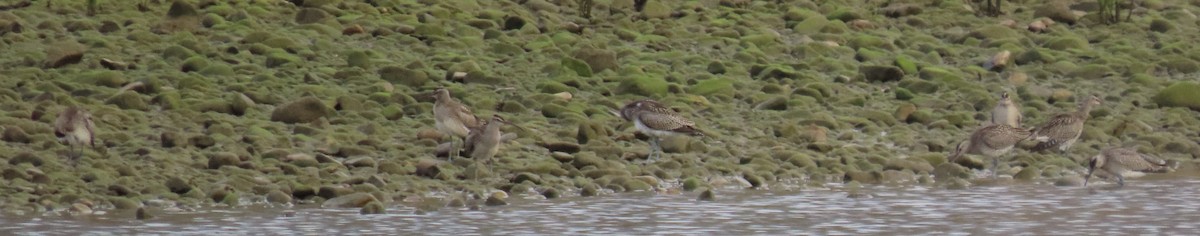 Kurlinta bekainduna [phaeopus Taldekoa] - ML641374244