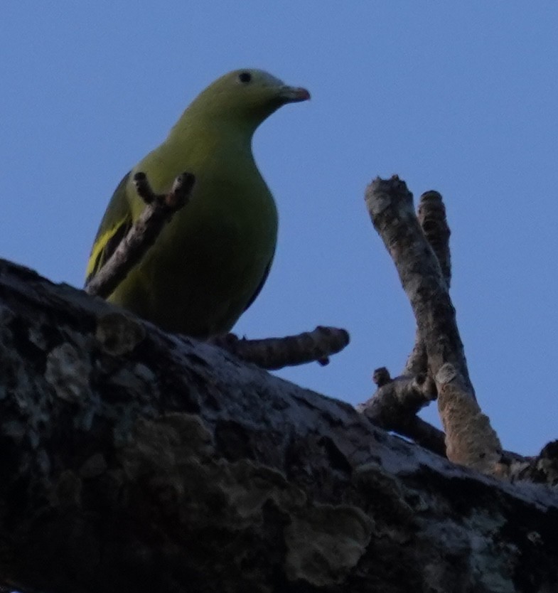 Andaman Green-Pigeon - ML641374246