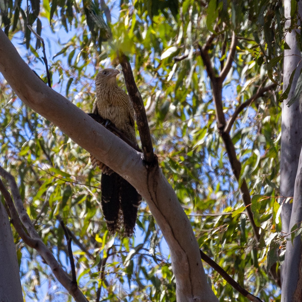 Pheasant Coucal - ML641374254