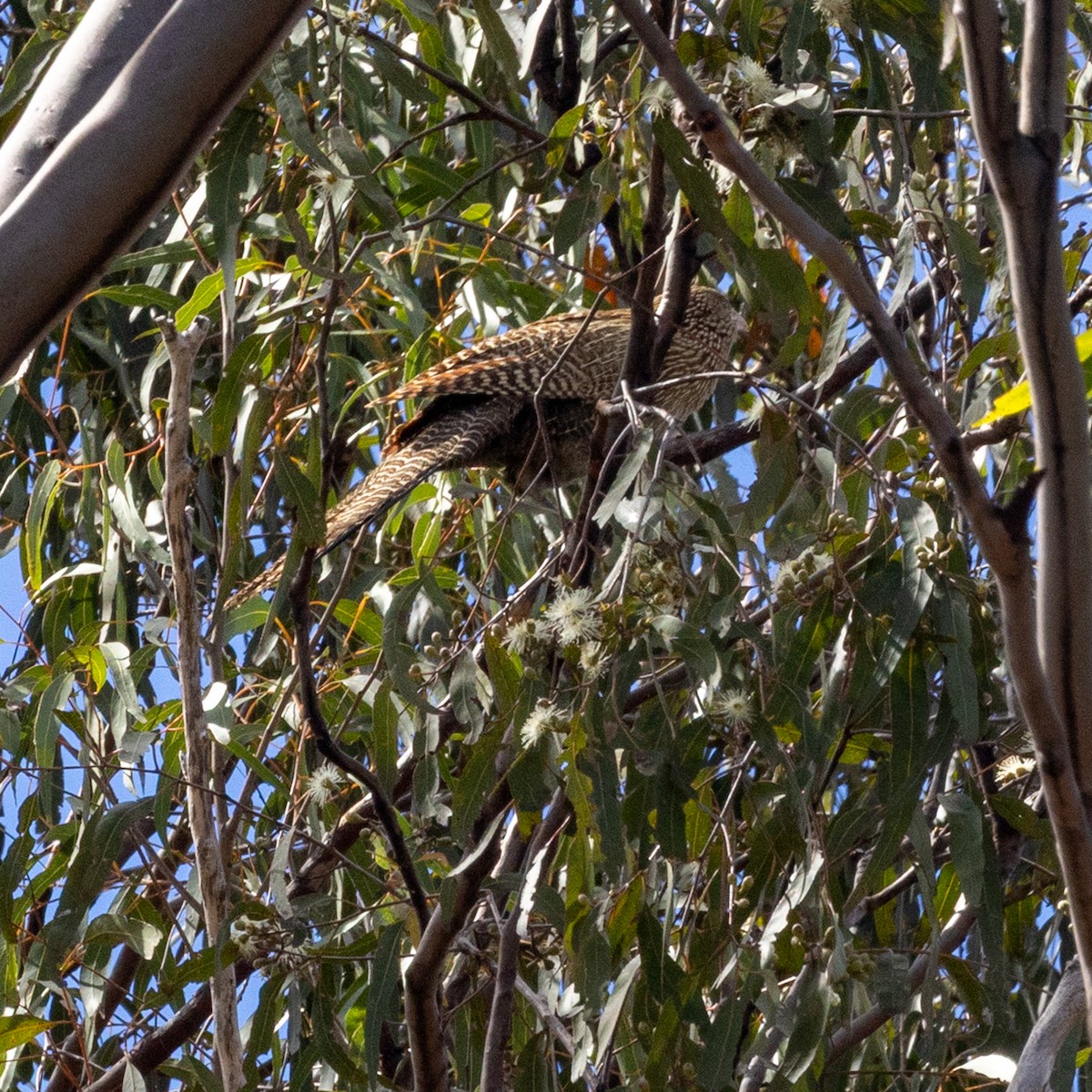 Pheasant Coucal - ML641374255