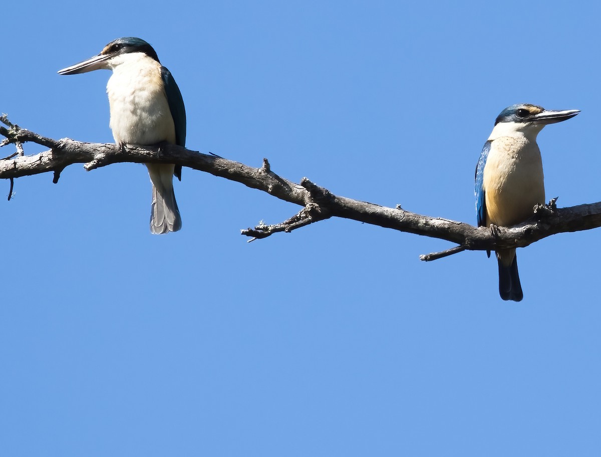 Sacred Kingfisher (Australasian) - ML641374351