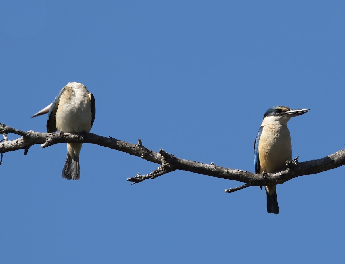 Sacred Kingfisher (Australasian) - ML641374352