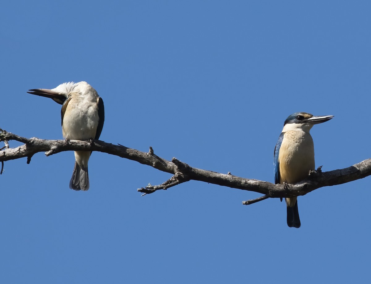 Sacred Kingfisher (Australasian) - ML641374354