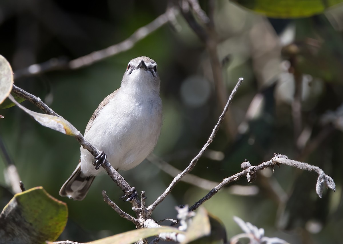 Mangrove Gerygone - ML641374359