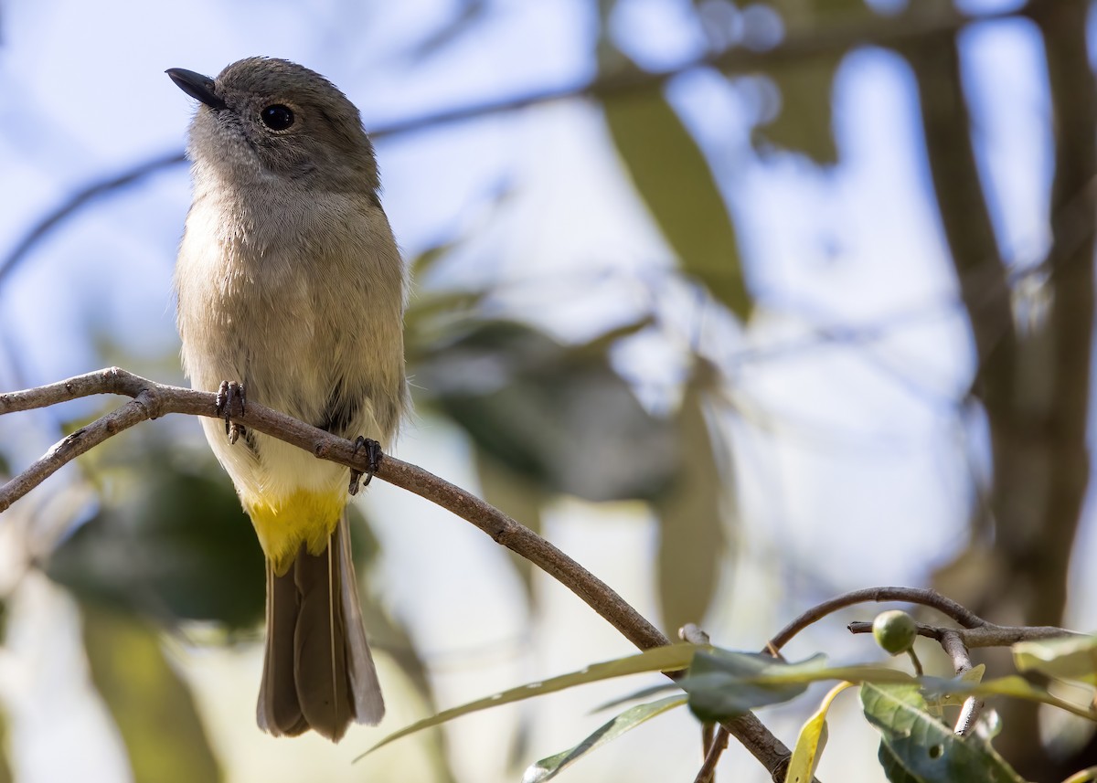 Golden Whistler (Eastern) - ML641374371