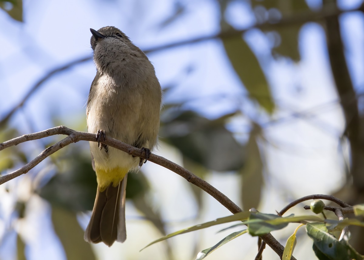 Golden Whistler (Eastern) - ML641374372
