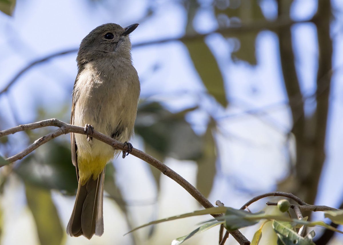 Golden Whistler (Eastern) - ML641374374