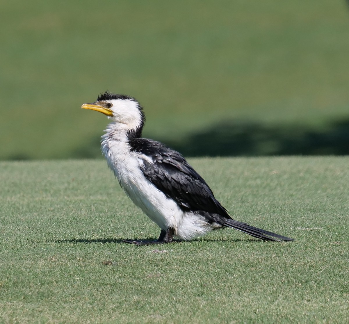 Little Pied Cormorant - ML641374386