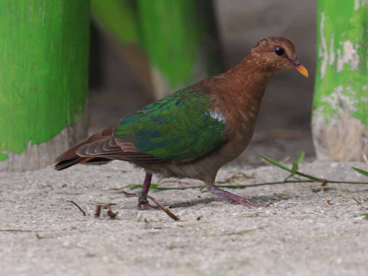 Pacific Emerald Dove - ML641374398