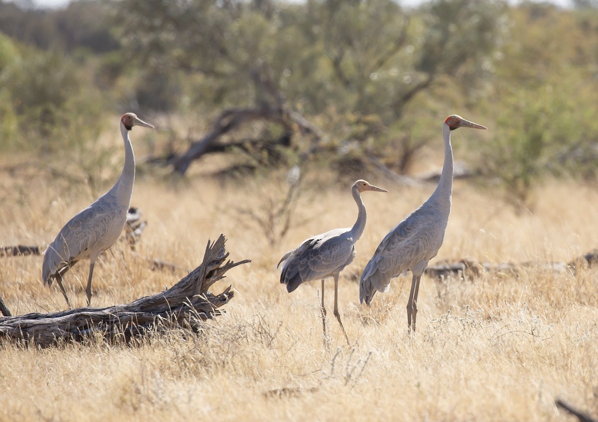 Brolga - ML641374416
