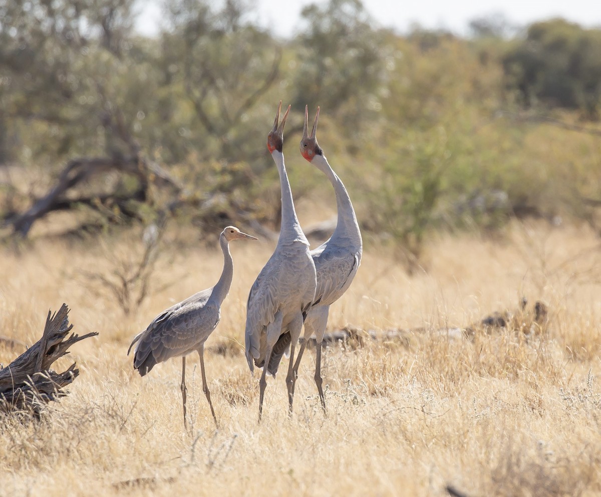 Brolga - ML641374417