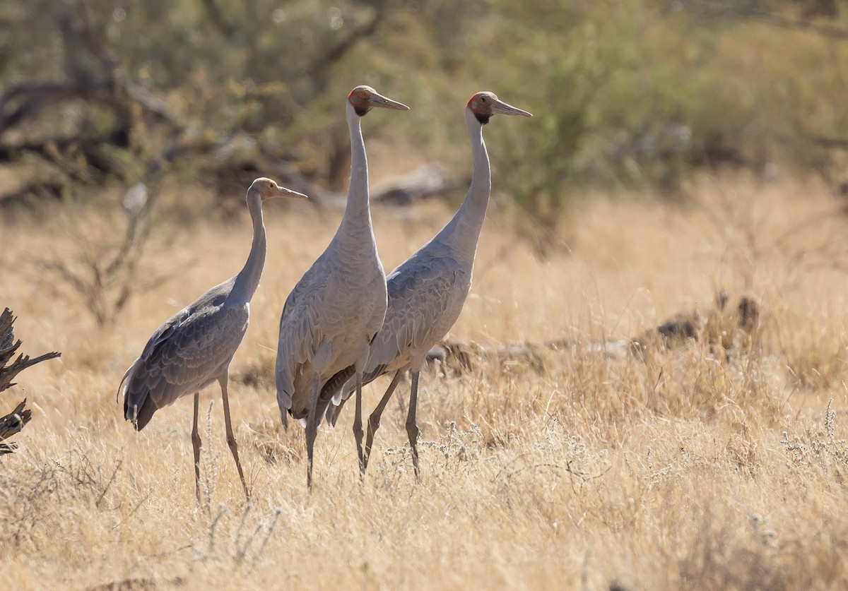 Brolga - ML641374418