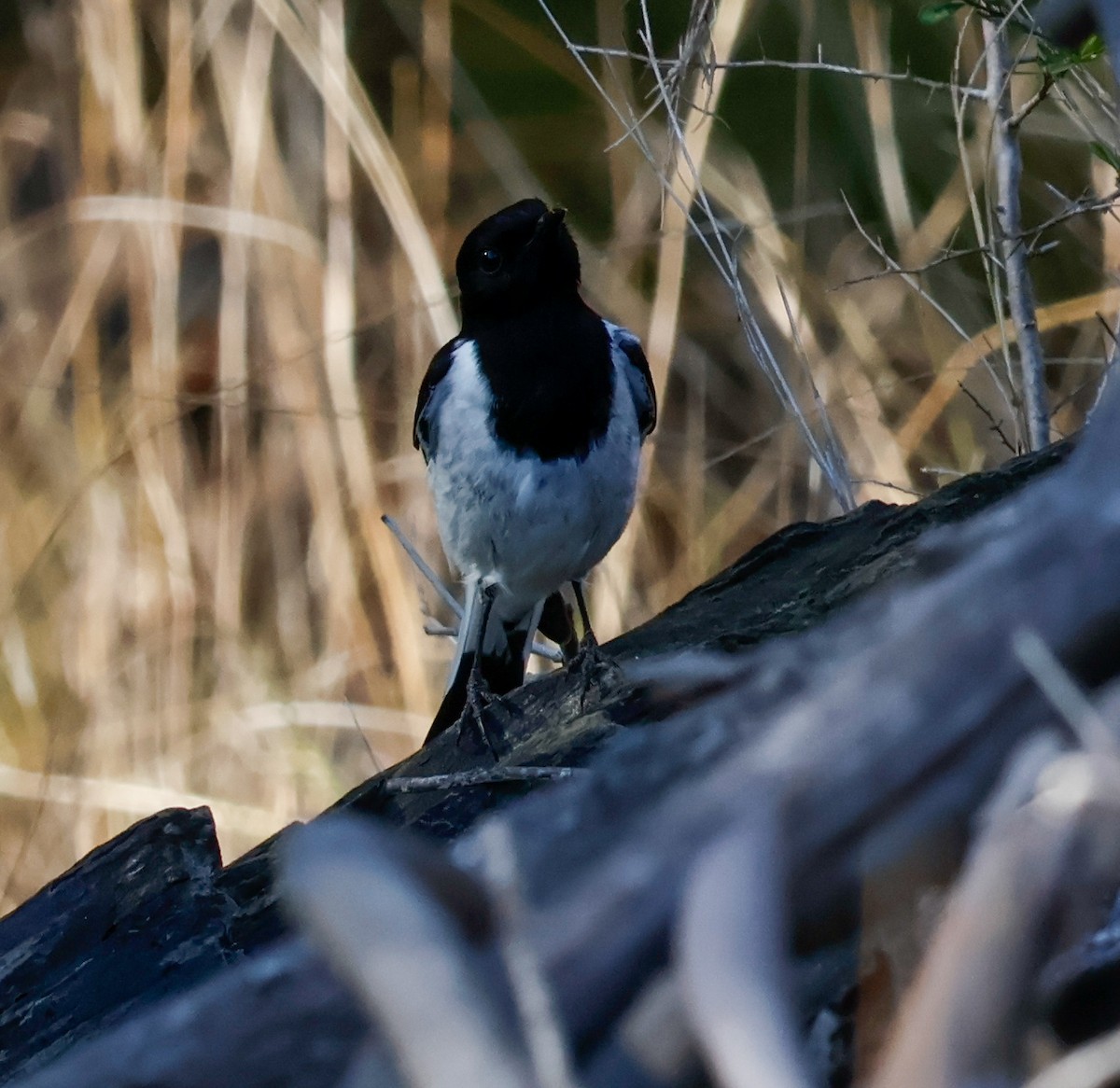 Hooded Robin - ML641374422