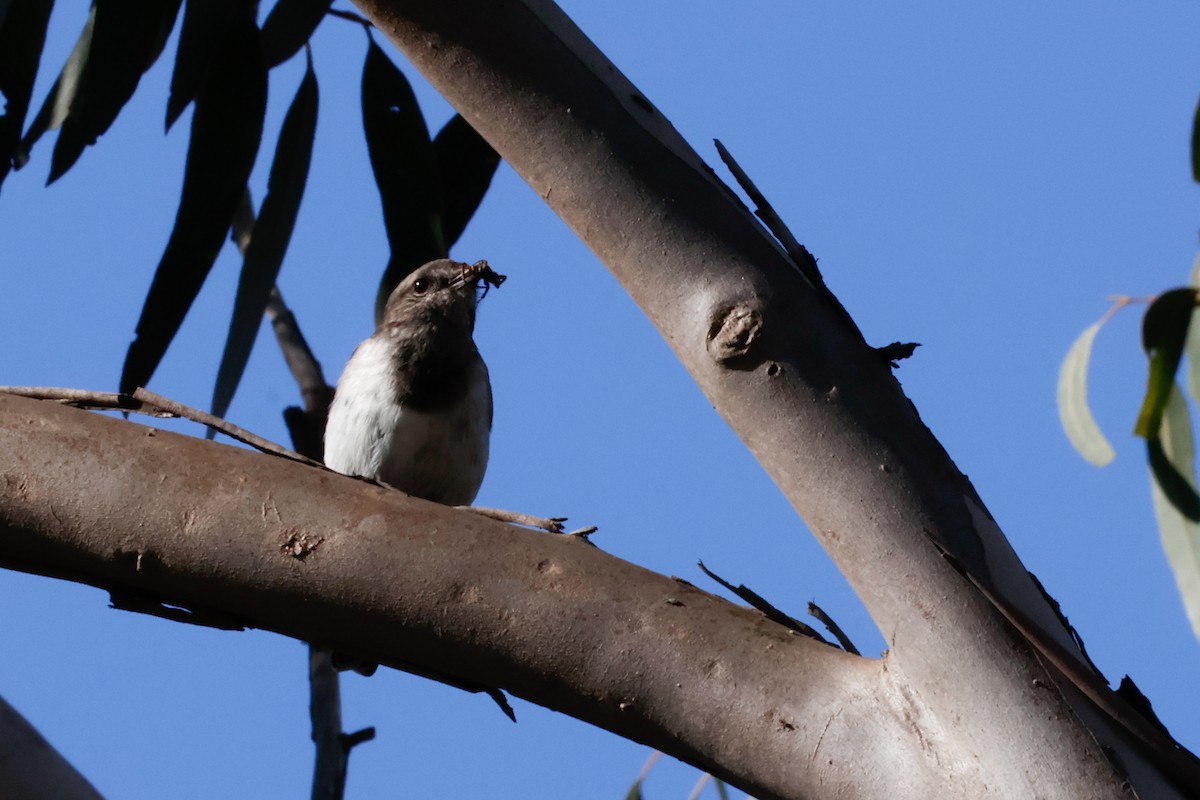 Hooded Robin - ML641374424